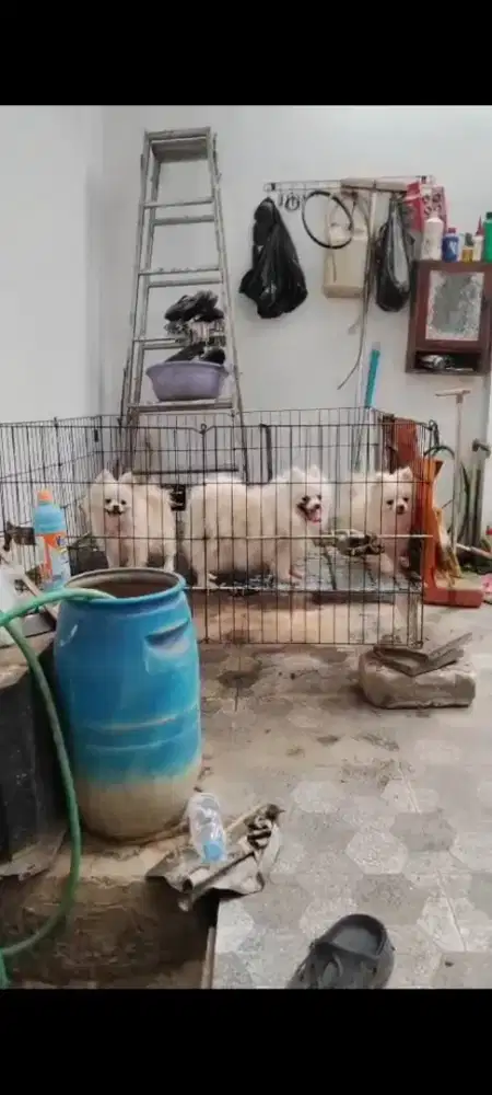 Anjing pom white