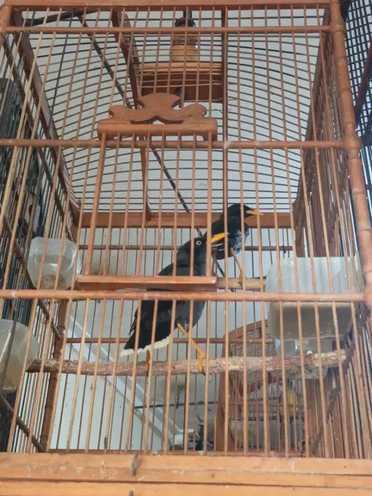 Jalak kebo sepasang burja