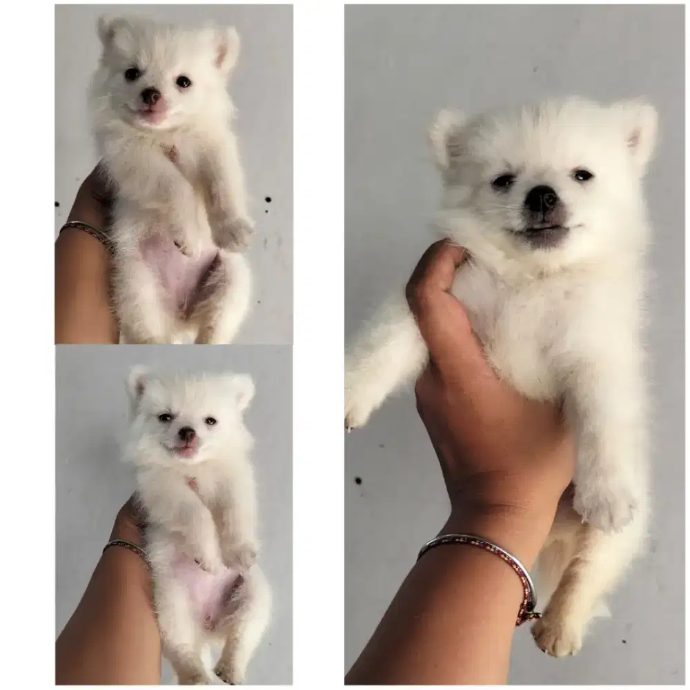 puppies pomerian