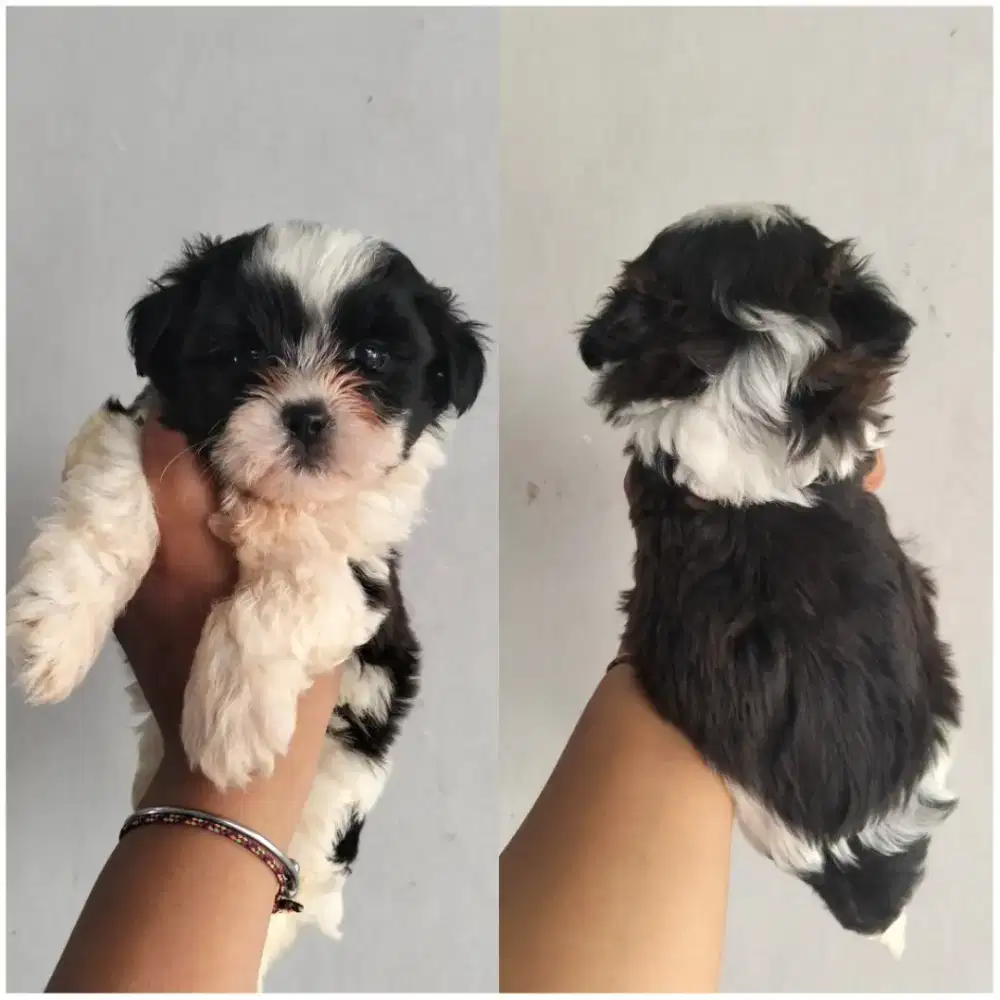 puppies shipo betina