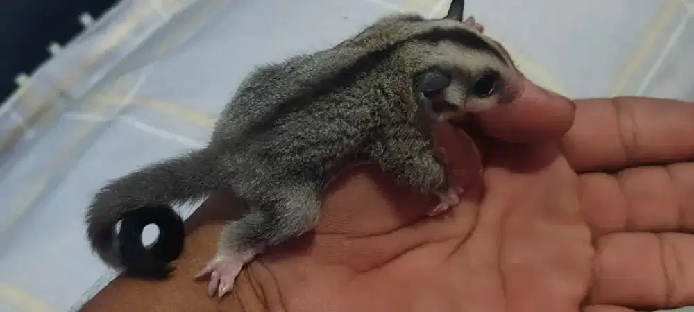 Sugar Glider Classic Grey