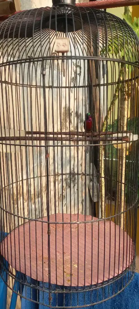 Burung konin damer gacor fulset