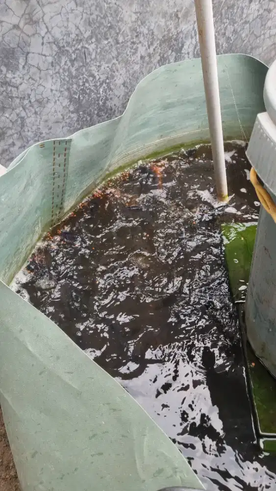 Dijual kolam ikan dan ikannya