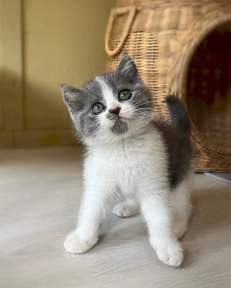 Kucing british shorthair bsh bicolor blue