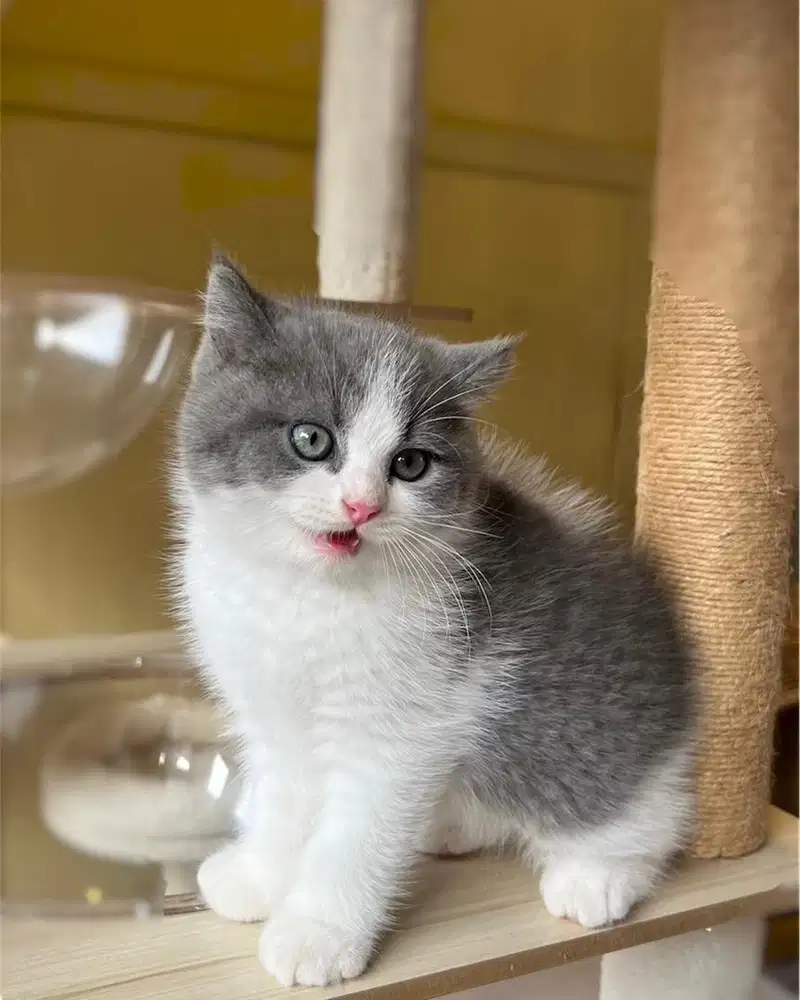 Kucing british shorthair bsh bicolor blue