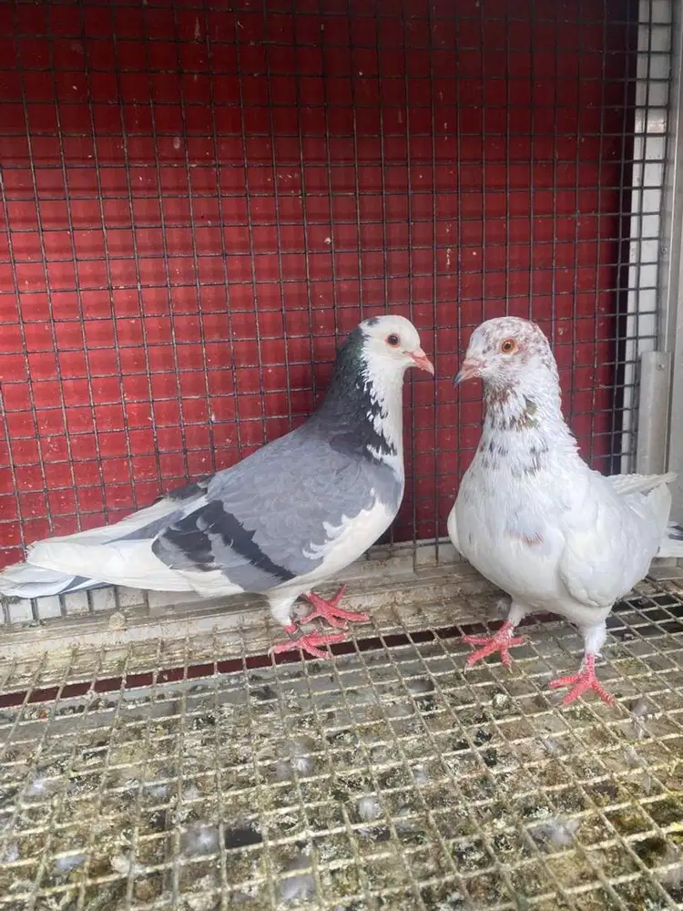 Sepasang burung dara