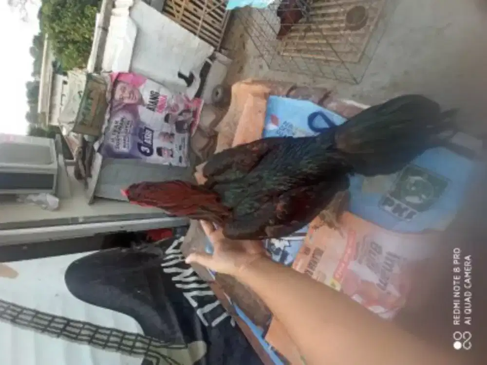 Ayam jenis phanat lokasi cilandak