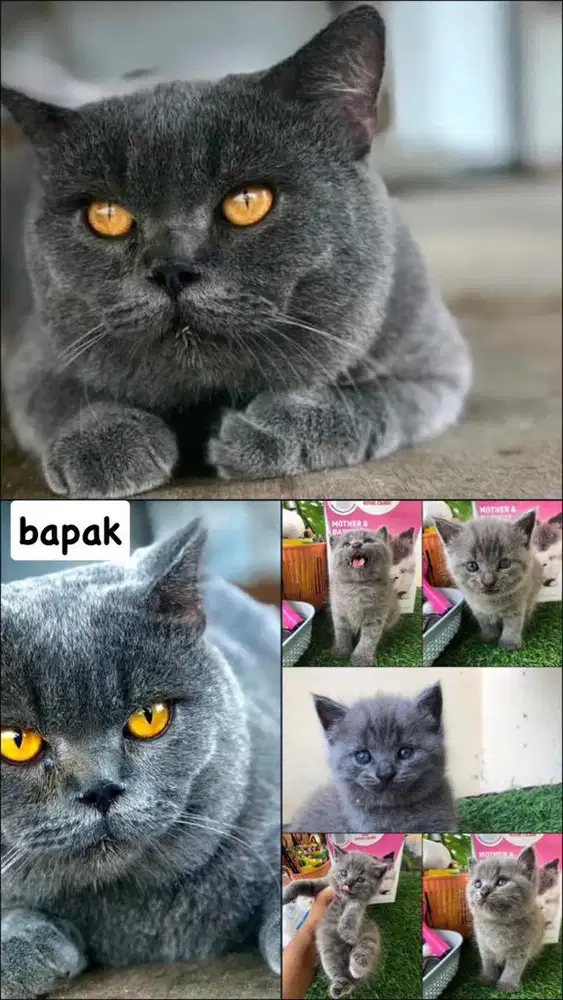 kucing ras BSH (BRITISH SHORT HAIR)