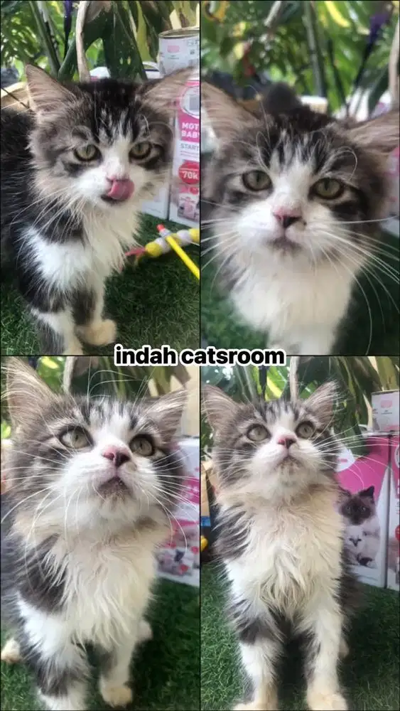 kucing ras persia jantan usia 4bln