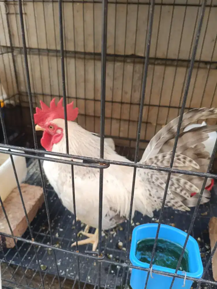 Dijual ayam kate putih