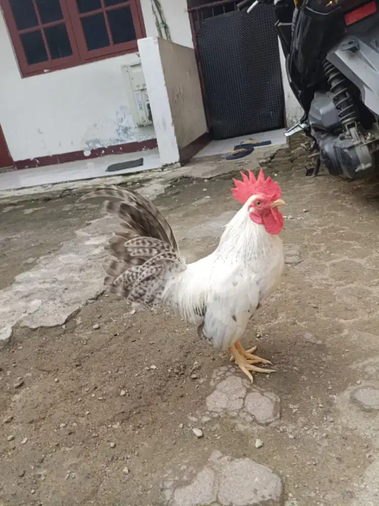 Jago ayam kate putih siganteng