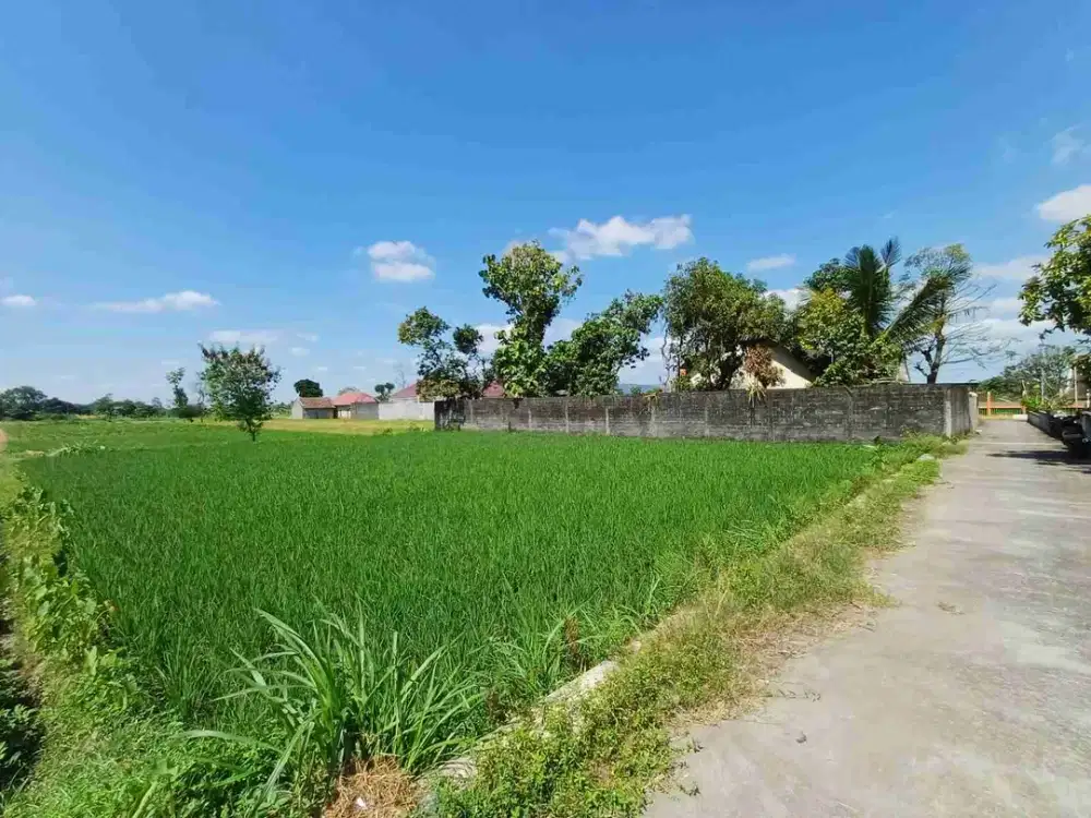 Jual Cepat Tanah Sawah Taman Martani Kalasan