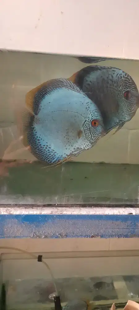Ikan Discus leopart