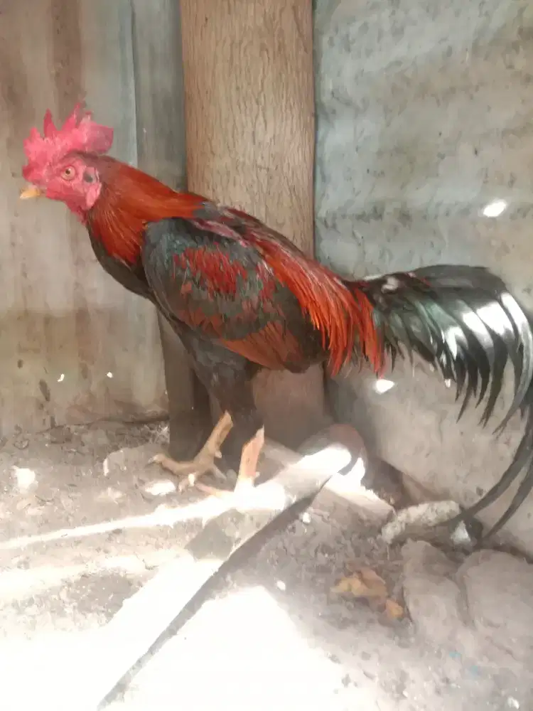 ayam Siam muda wilah