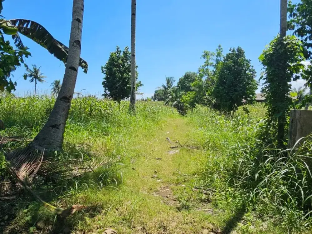 DIJUAL TANAH LUAS STRATEGIS DI JALAN TEBU – NAMORAMBE!