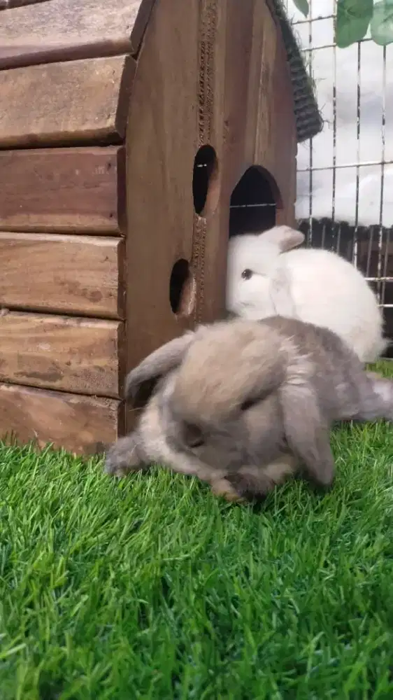HOLLAND LOP ( BANYAK PILIHAN )