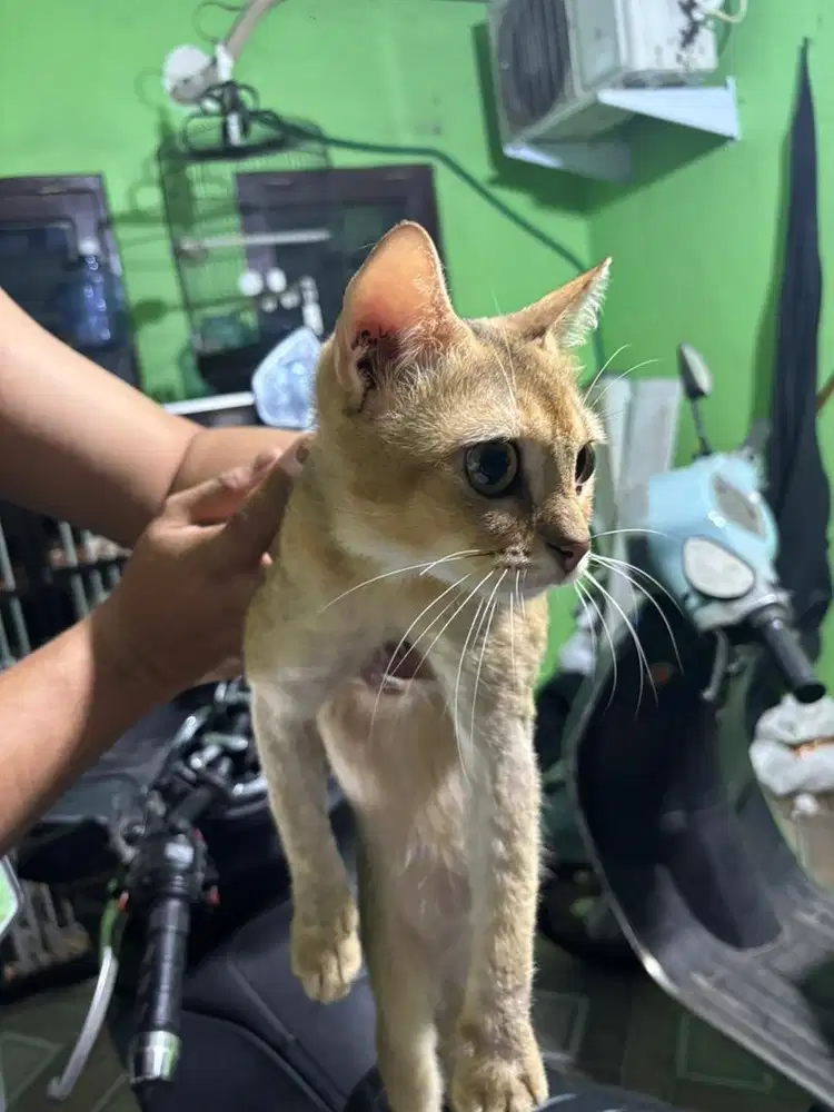 Jual kucing murah