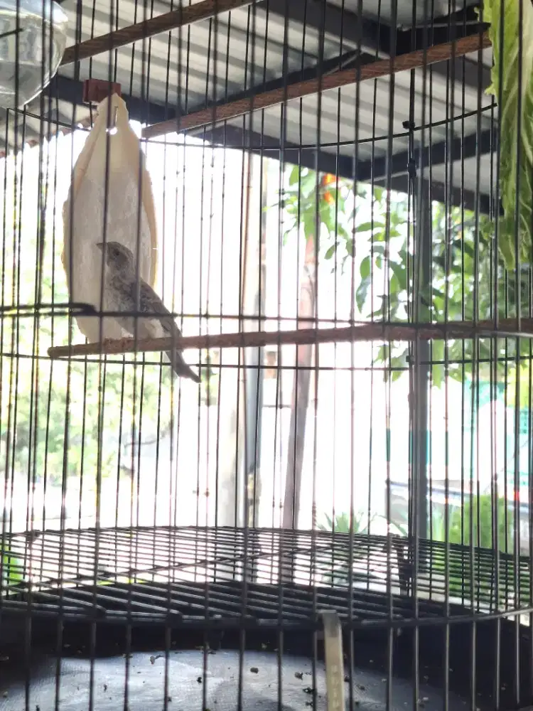 Burung sanger gacor fullset + sangkar ebod jaya