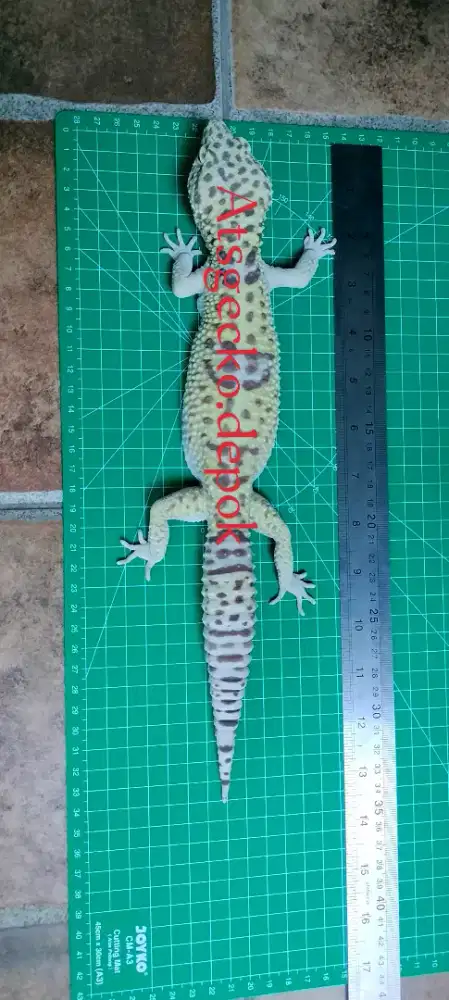 Gecko 33cm gecko panjang