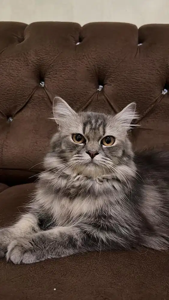 Kucing persia betina
