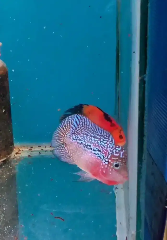 Ikan Louhan Kamfa F2 Thailand