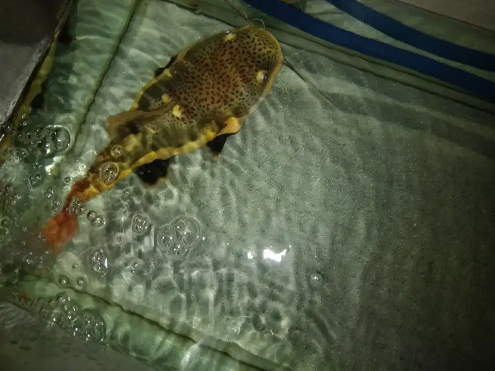 Ikan rtc sb 38cm 750rb