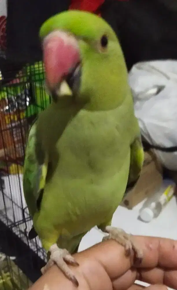 Indian ringneck ringneck conure falk