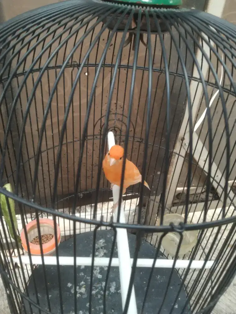 Burung kenari ngeriwik