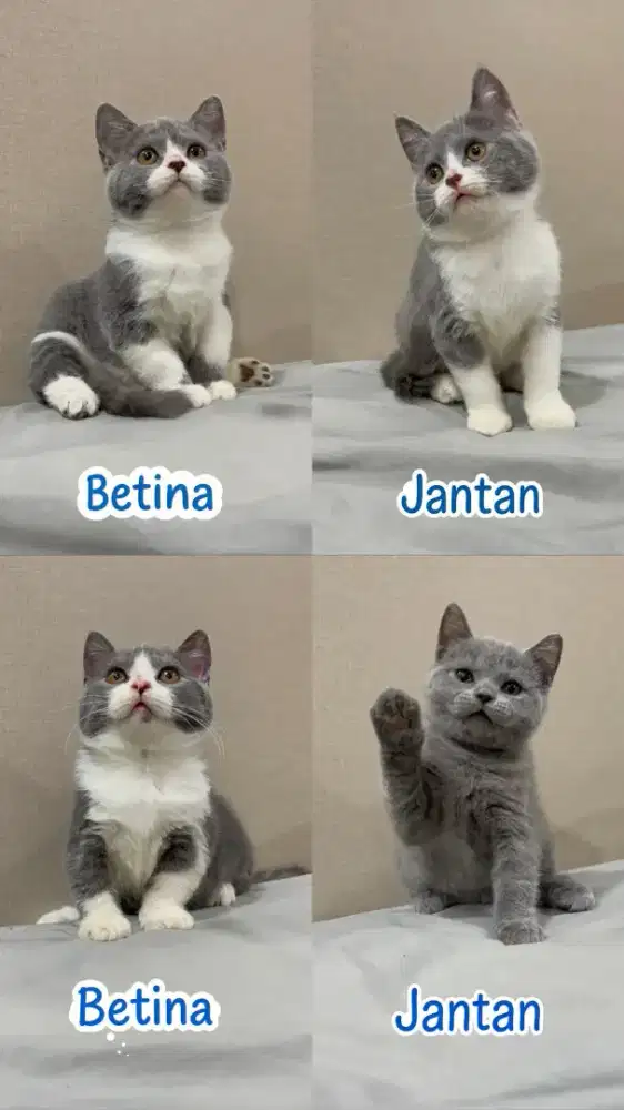 Borongan BSH Bicolor Blue Betina Jantan