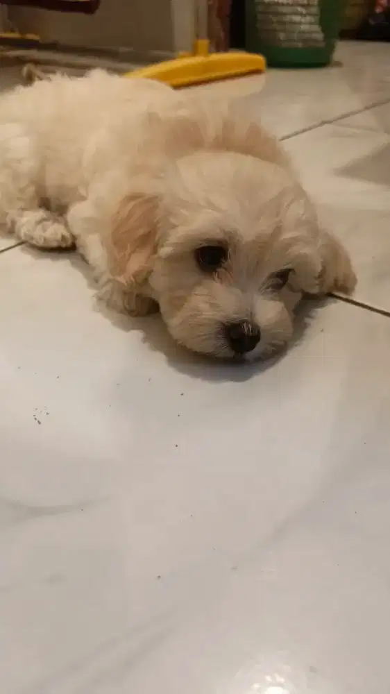 Lepas adop anak anjing maltipo