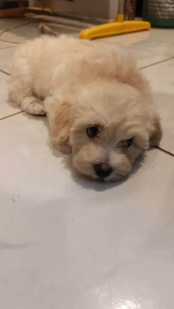 Lepas adop anak anjing maltipo