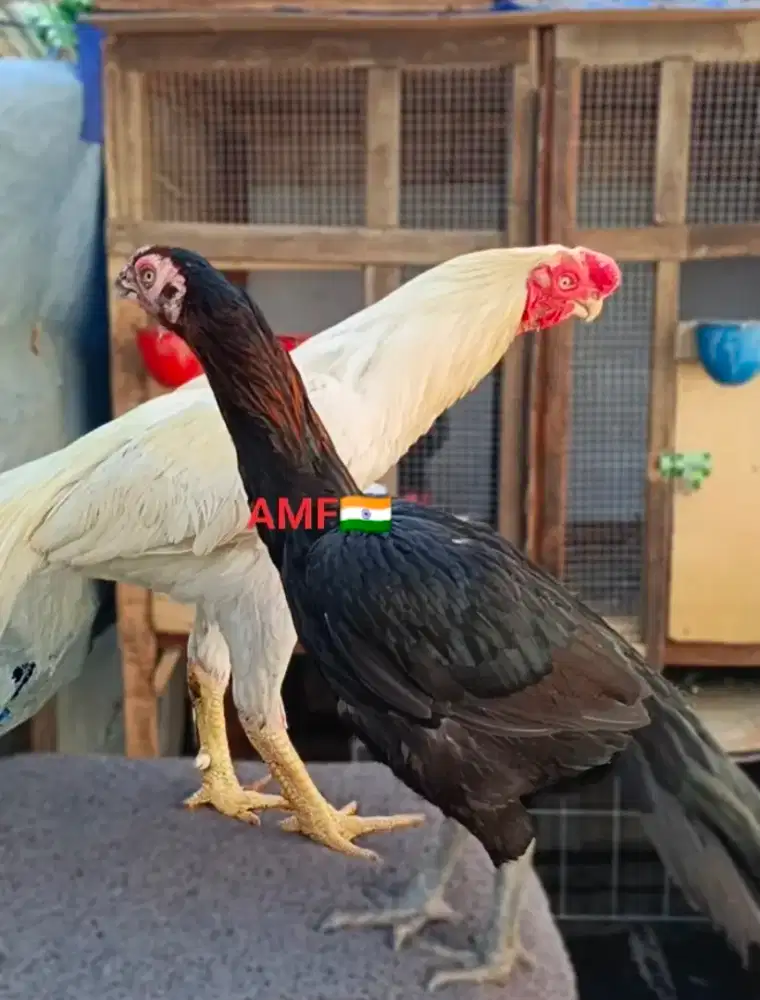 Anak asel parrot blt super mewah pacek terlampir harga boleh di borong