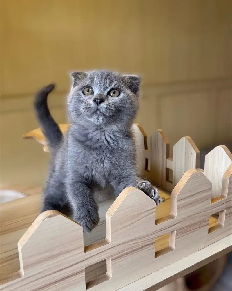 Kucing scottish double fold bsh sf blue solid