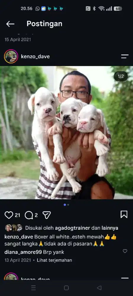 Boxer all white..langka..betina vaksin only