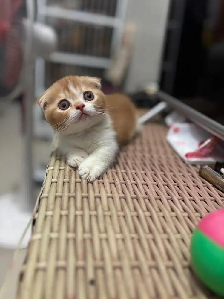 Kucing munchkin mix schotish fold