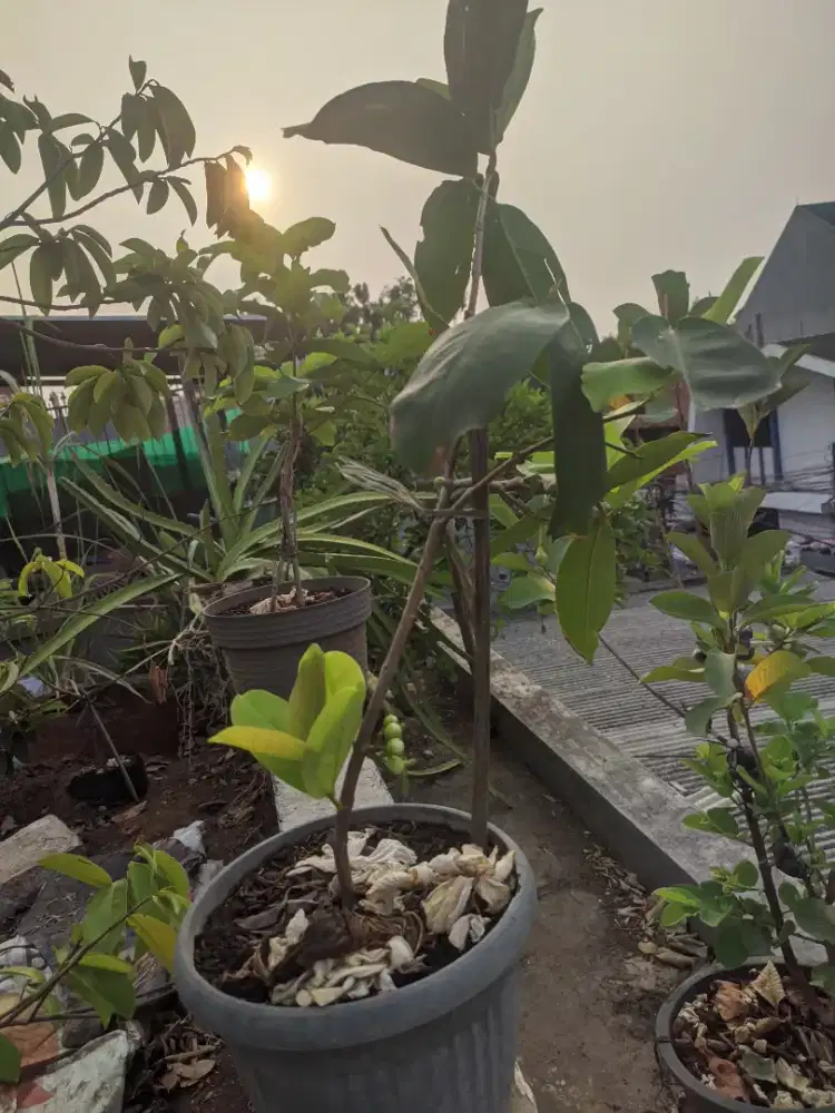 Jakbar Jambu Air Cincalo Tebu Cangkok Sdh Berbunga