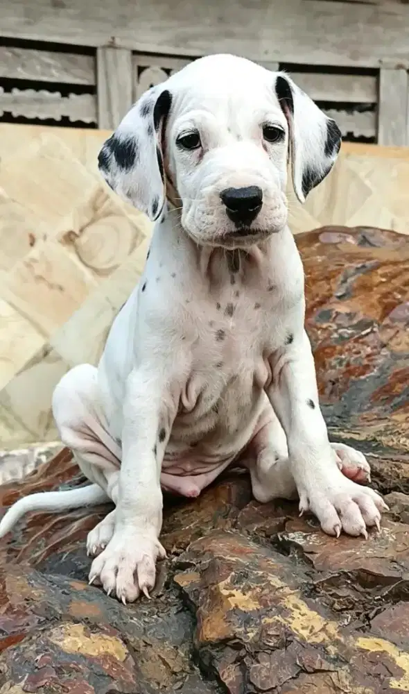 PUPPY DALMANTIAN