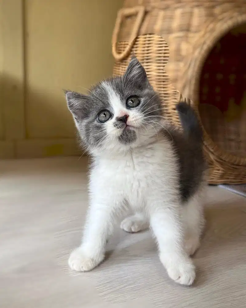 Kucing british shorthair bsh bicolor blue