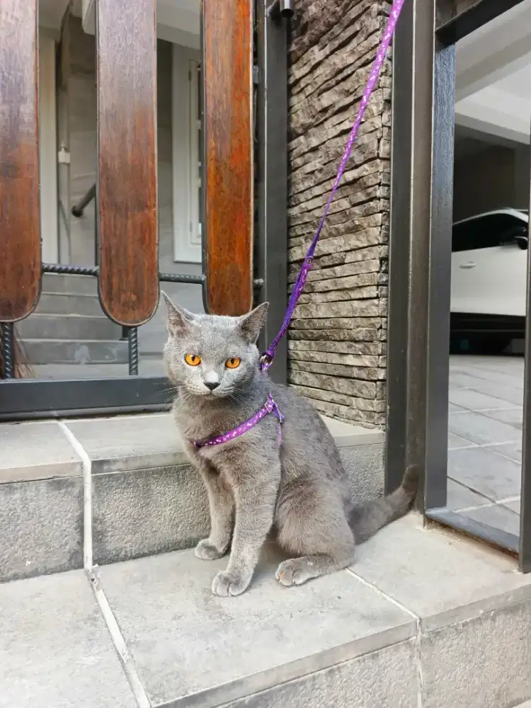 BSH (BRITISH SHORTHAIR) BLUE SOLID