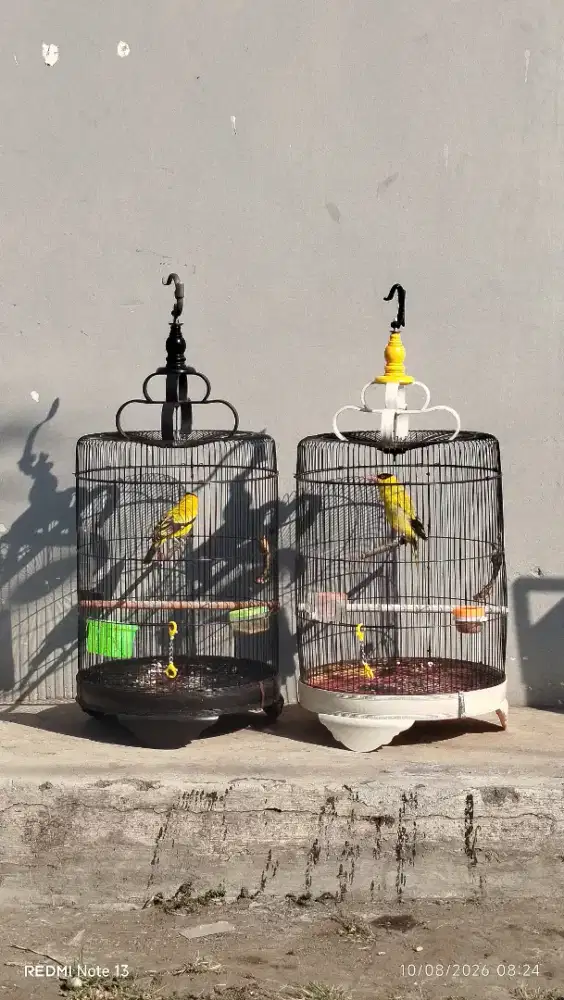 Burung kepodang sepasang gacor siap masuk kandang aviery