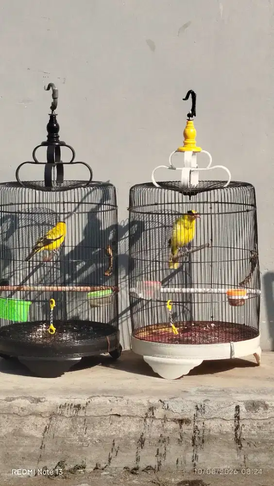 Burung kepodang sepasang jantan betina gacor semua siap ternak