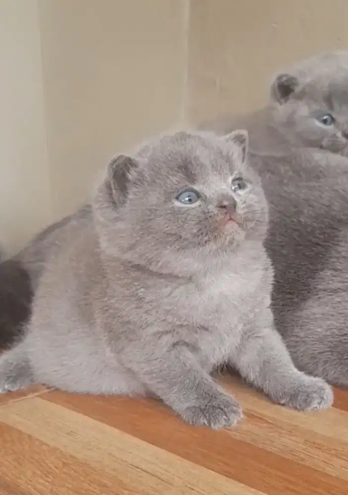 Kitten British shorthair