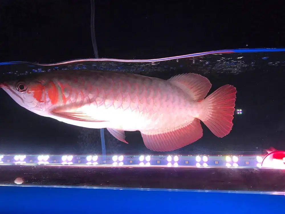 ikan Arwana super red