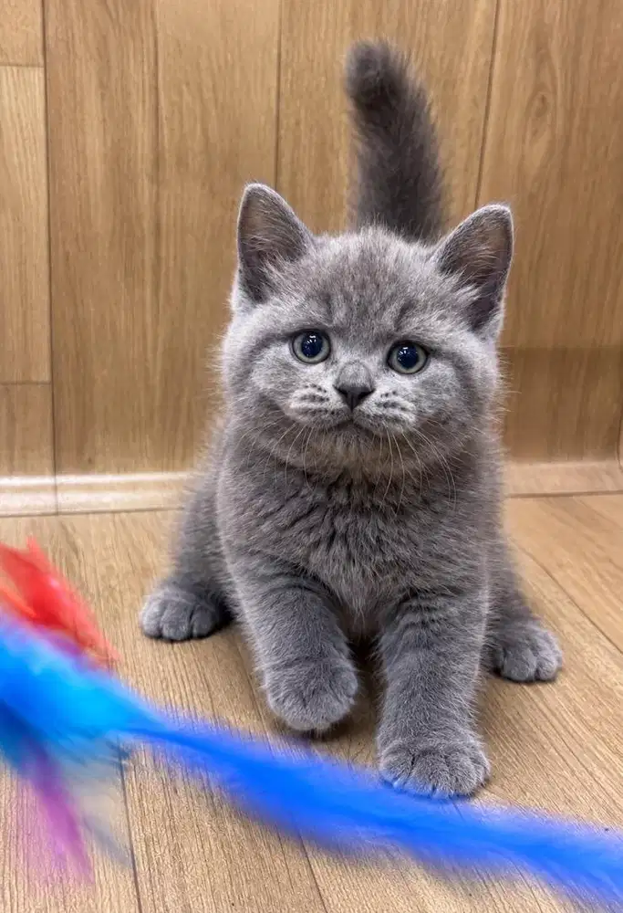 Kucing Brittish shorthair