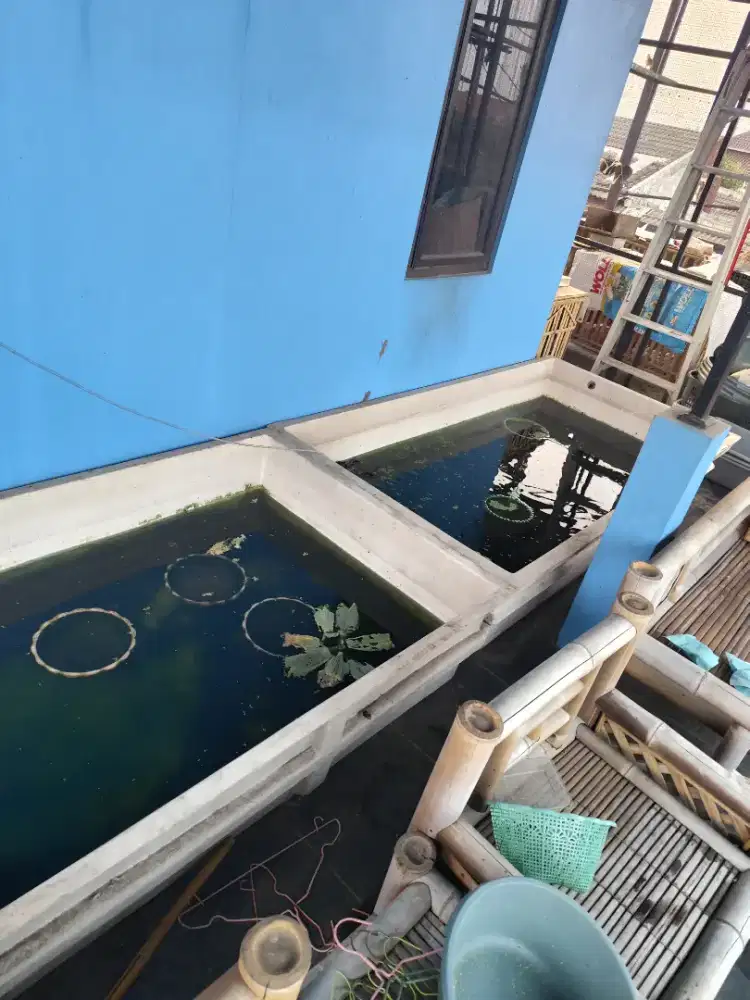 Bak kolam ikan fiber ukuran 200x100x35 nego