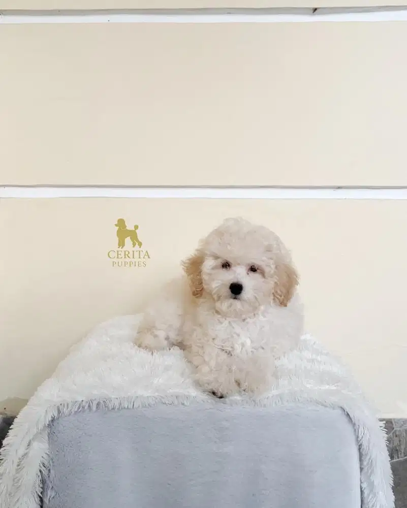 JUAL POODLE BETINA GOOD QUALITY