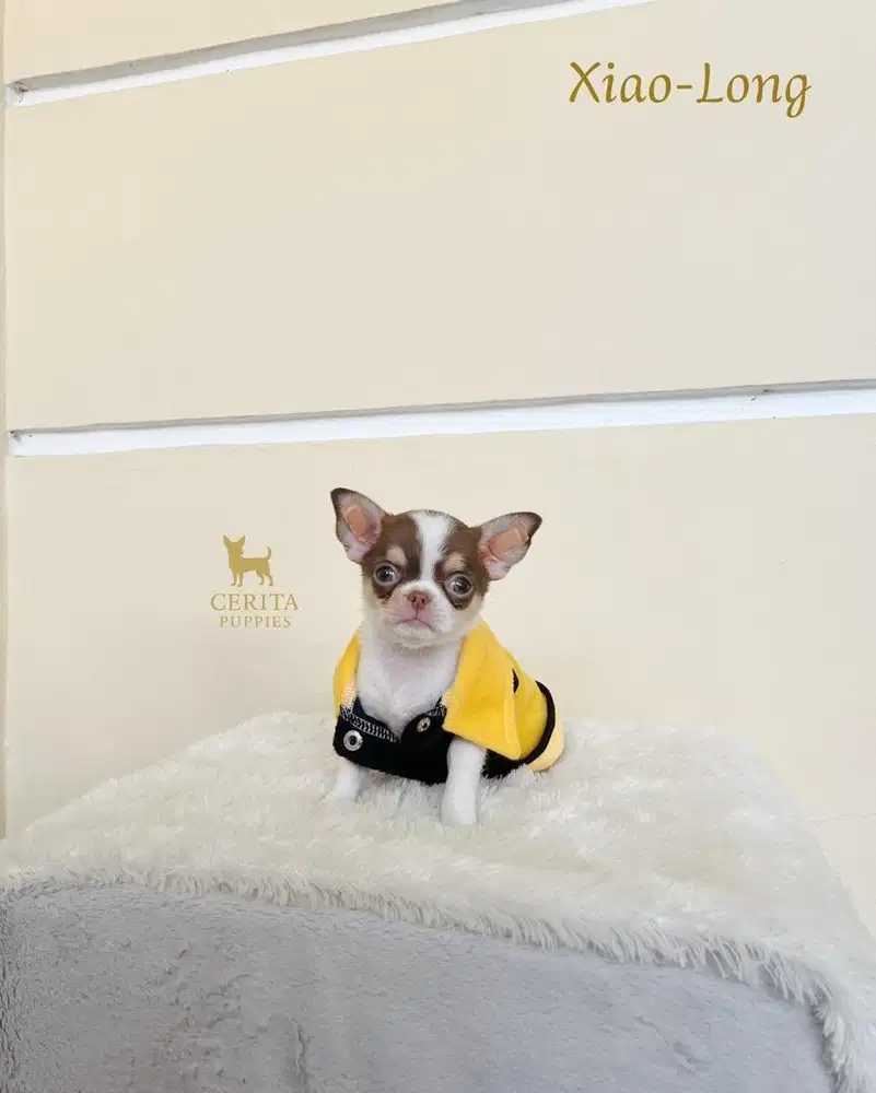 JUAL CHIHUAHUA BERKUALITAS