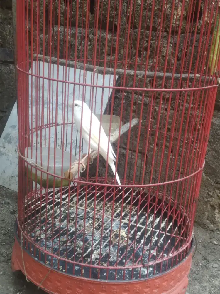 kenari putih gacor