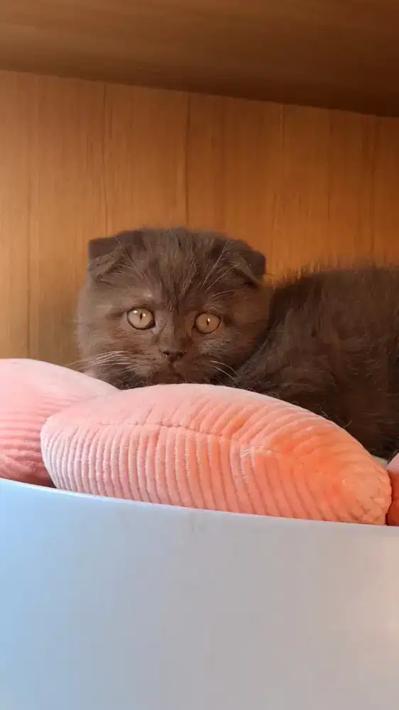 SCOTTISH FOLD BETINA