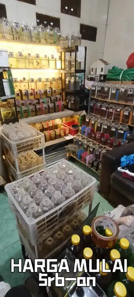 Ikan cupang hias banyak pilihan
